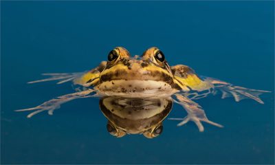 Sandra Robertson (England) - Floating frog copy